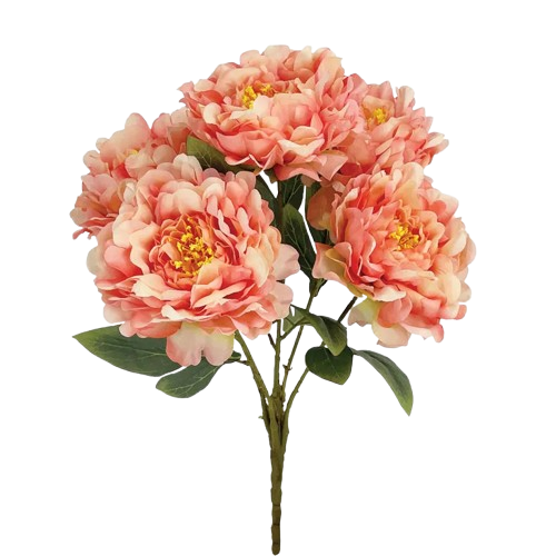 00-00001-2-removebg-preview